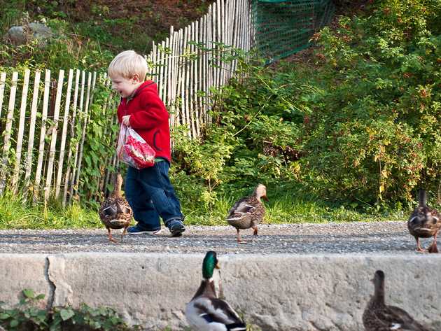 Feeding the Ducks