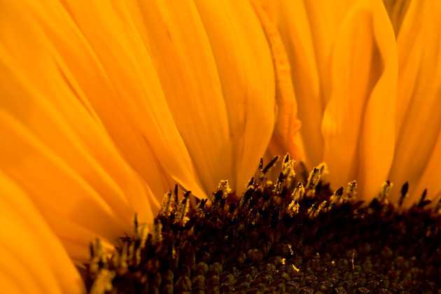 Sunflower I