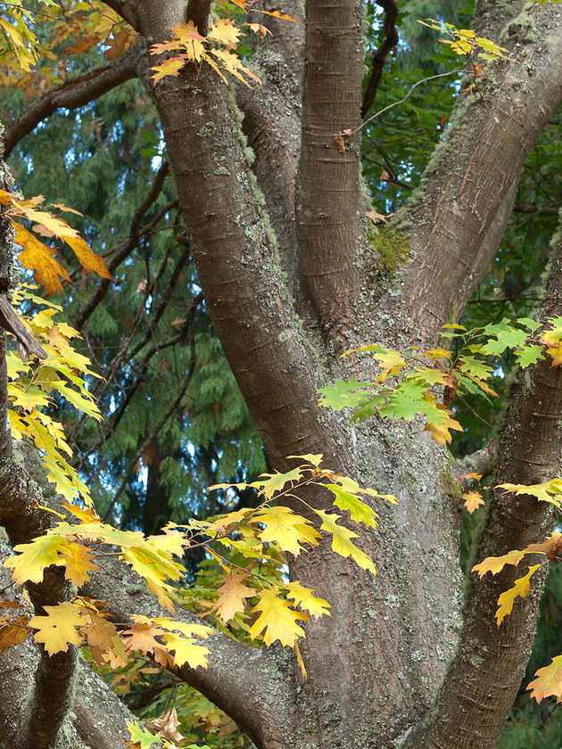 Autumn and Oak