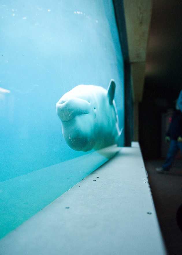 Here Comes the Whale