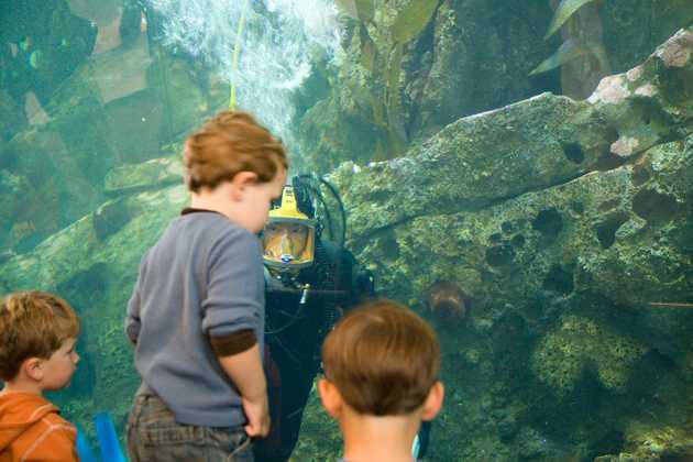 Diver in "The Window on Washington Waters"