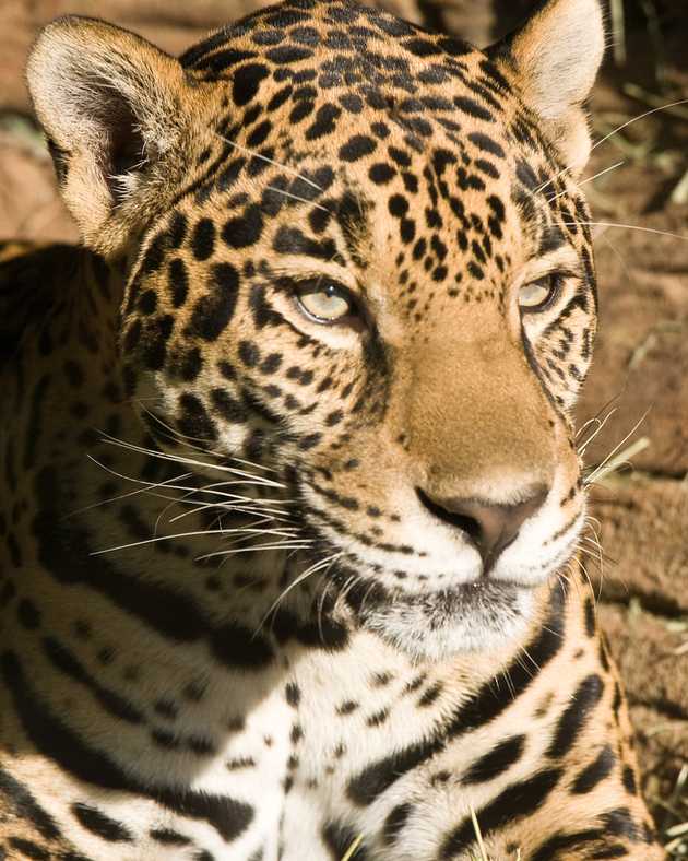 Jaguar