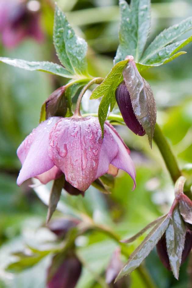 February Flowers