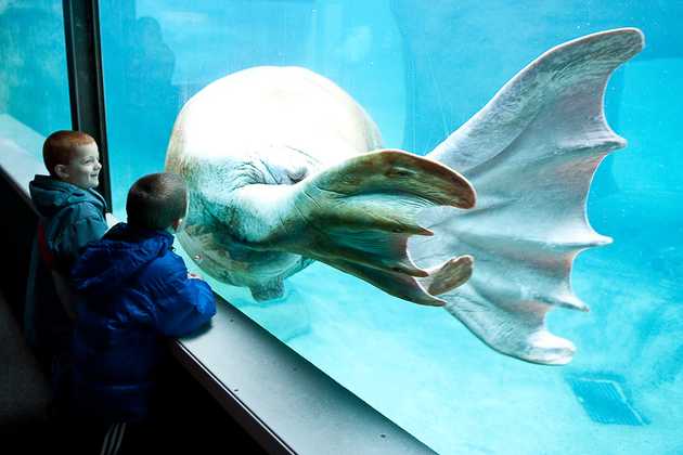 Walrus Flippers