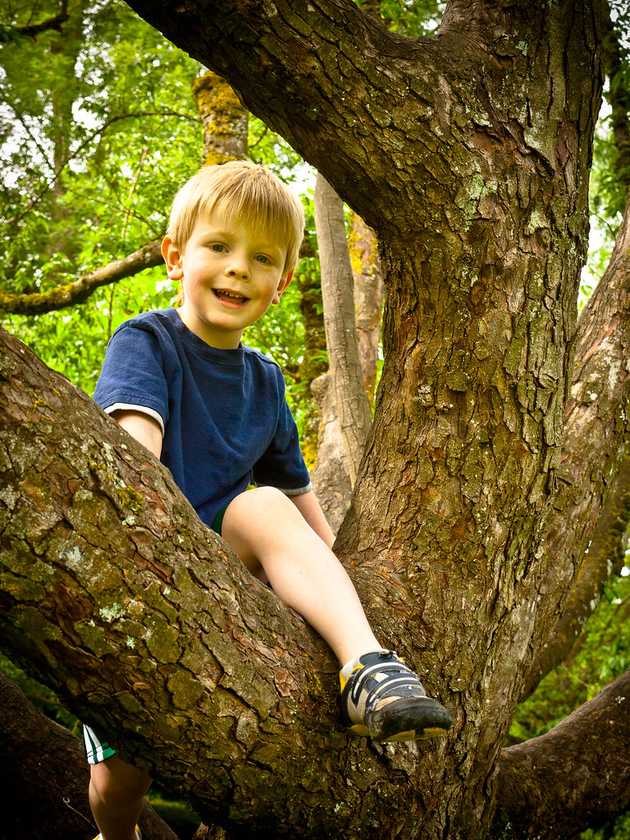 Climb a Tree