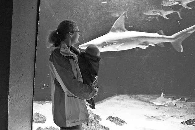 Molly, Patrick, and the Sharks