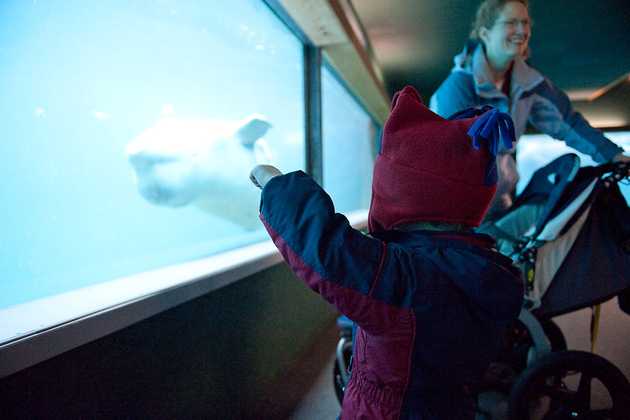 There's a whale!