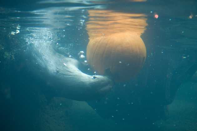 River Otter and Pumpkin