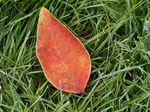 Red, Green, Frost