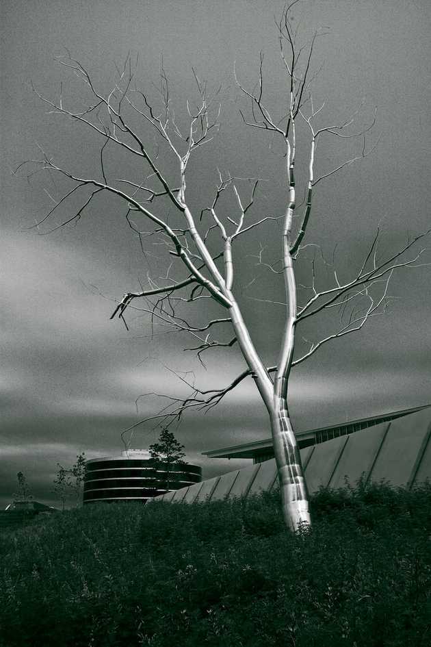 Silver Tree, Green Grass