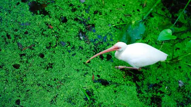 Ibis