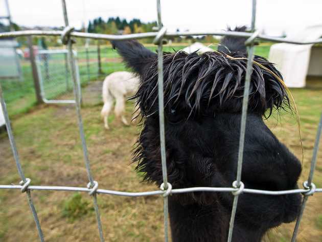 Hello, Alpaca!