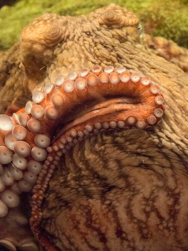 Giant Pacific Octopus