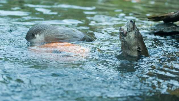 Otters and Pumpkin