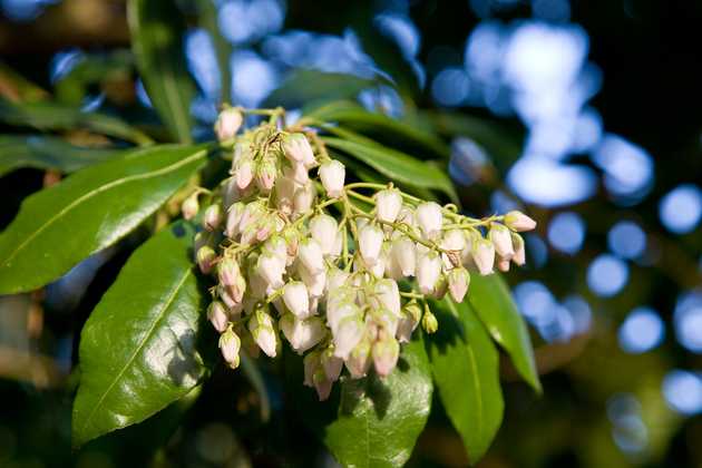 White Flowers