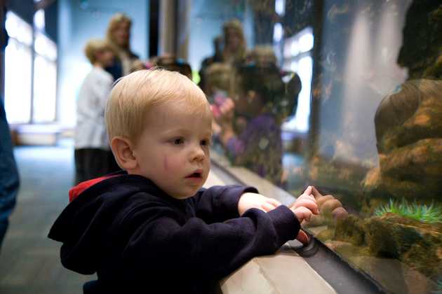 Alex looking at an anemone