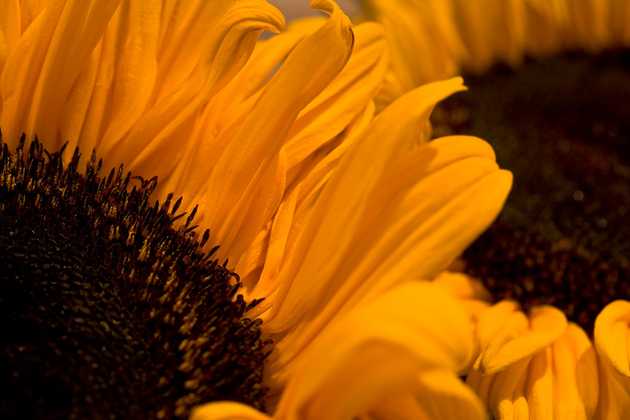 Sunflower II