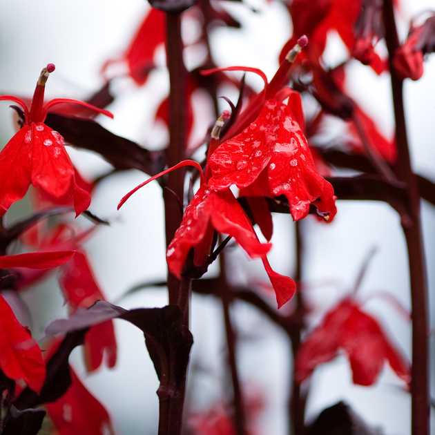 Cardinal Flower