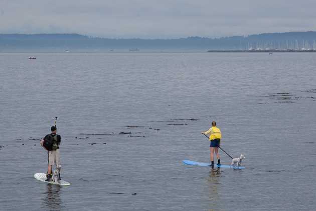 The Surfing Dogs