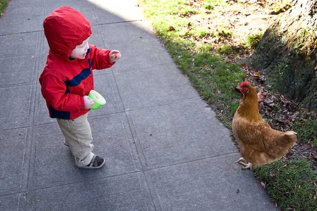 Seattle Wild Chickens