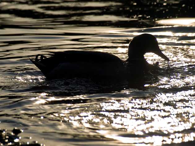 Duck silhouette